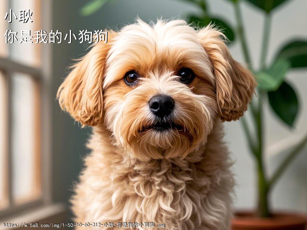 小耿你是我的小狗狗搞笑图片