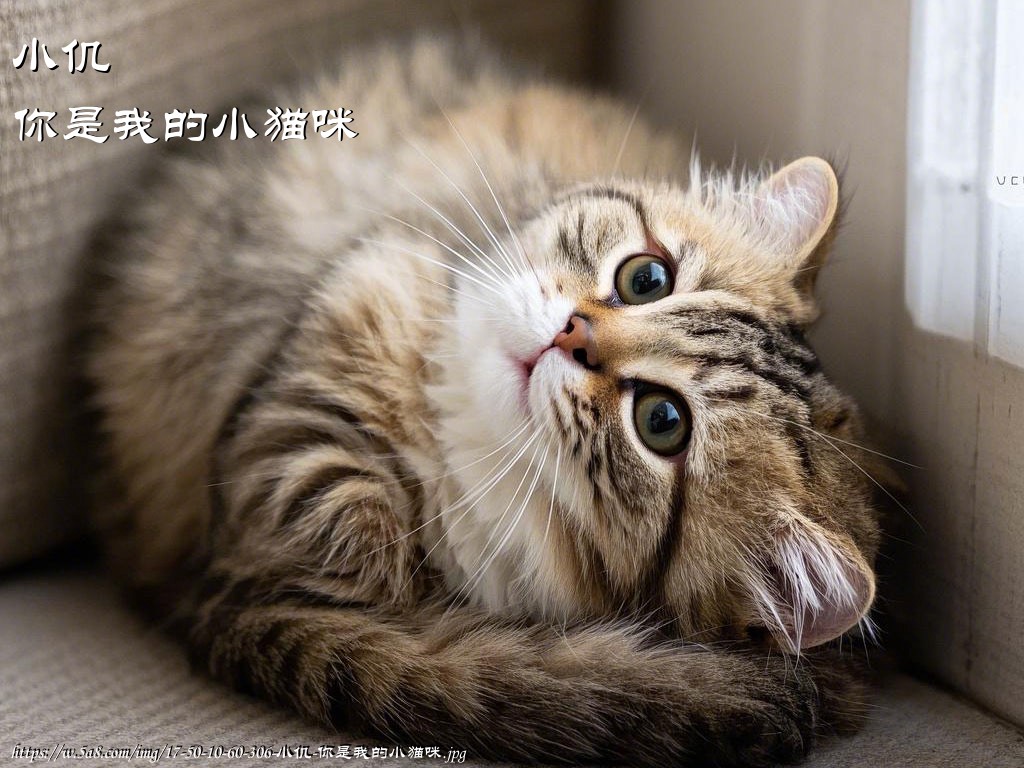 小仉你是我的小猫咪搞笑图片