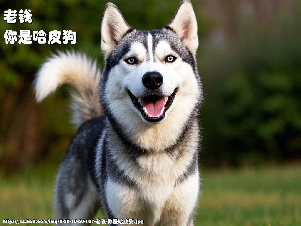 老钱你是哈皮狗搞笑图片