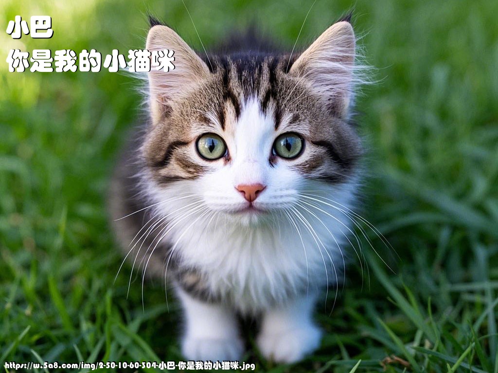 小巴你是我的小猫咪搞笑图片
