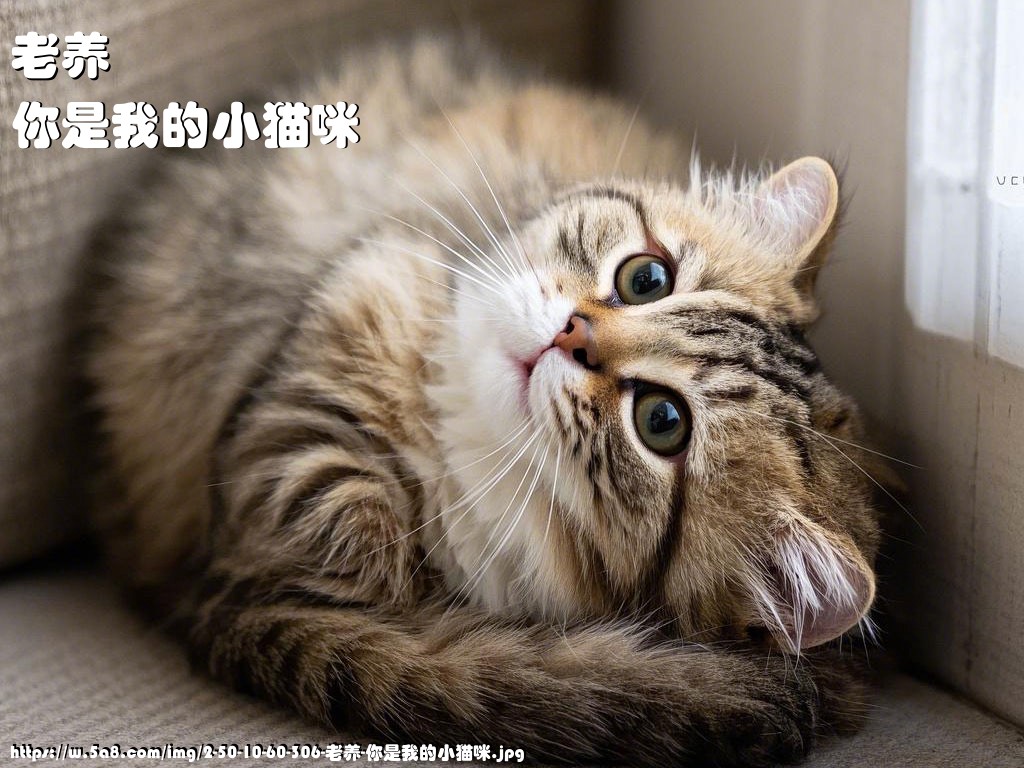 老养你是我的小猫咪搞笑图片