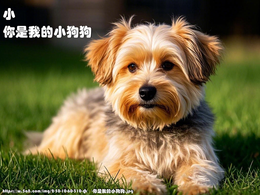 小欎你是我的小狗狗搞笑图片