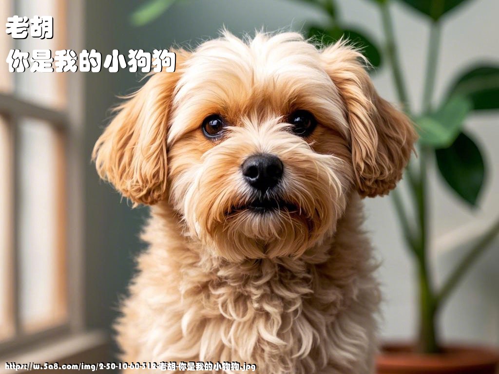 老胡你是我的小狗狗搞笑图片