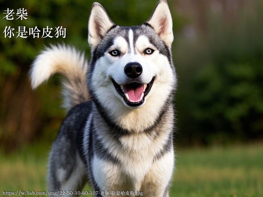 老柴你是哈皮狗搞笑图片