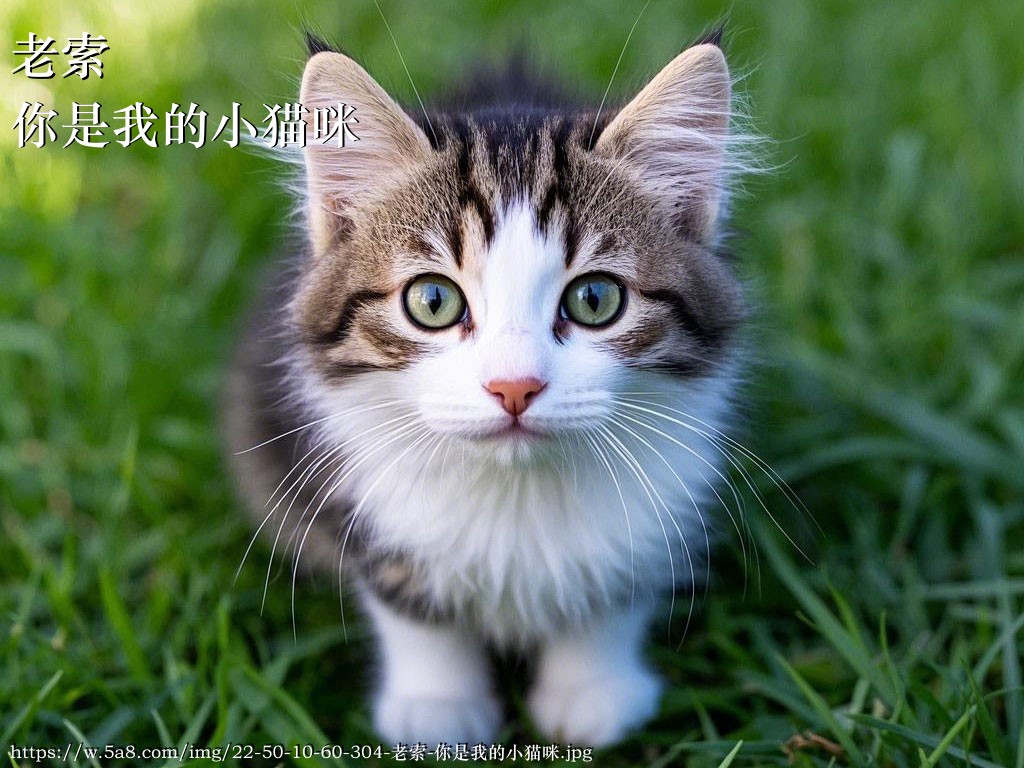 老索你是我的小猫咪搞笑图片