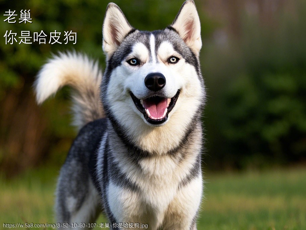 老巢你是哈皮狗搞笑图片