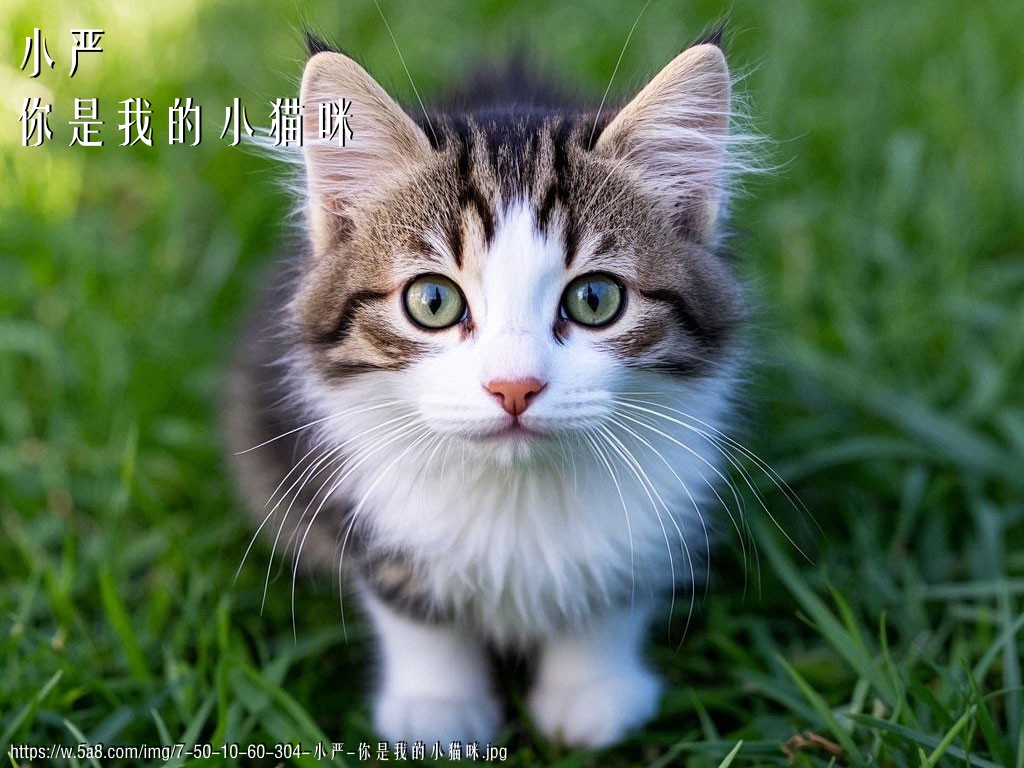 小严你是我的小猫咪搞笑图片