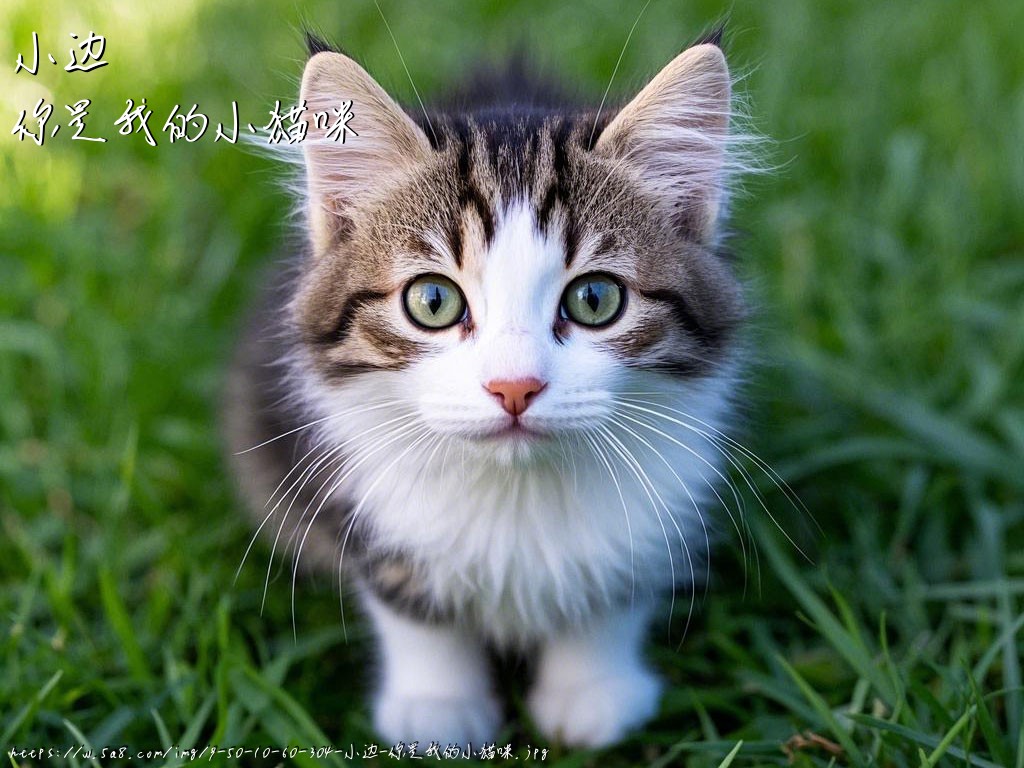 小边你是我的小猫咪搞笑图片